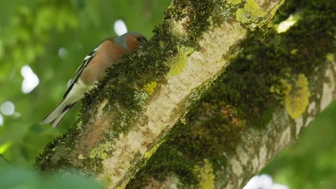 Common Chaffinch Perched on Mossy Branch Eating an Insect in the Forest Stock Footage 336974737
