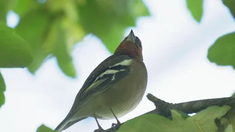 Common Chaffinch Perched on Tree Branch Looking Around and Jumping Away 4K Stock Footage 336974726