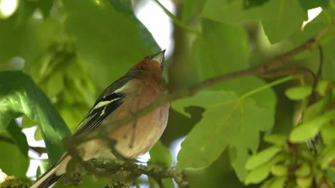 Common Chaffinch Perched on Tree Branch Looking Around in Forest Canopy 4K Stock Footage 336975371