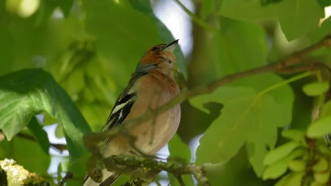 Common Chaffinch Perched on Tree Branch Looking Around in Forest Canopy 4K Stock Footage 336975581