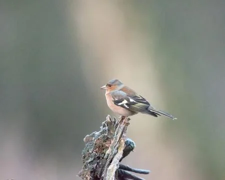 Common chaffinch perched on tree trunk. Stock Photos