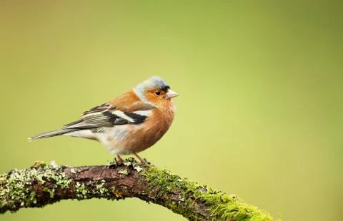 Common chaffinch perching on a mossy tree branch Stock Photos