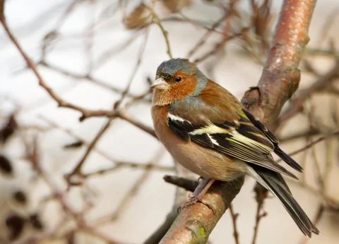 Common chaffinch perching in a tree in a natural habitat Stock Photos
