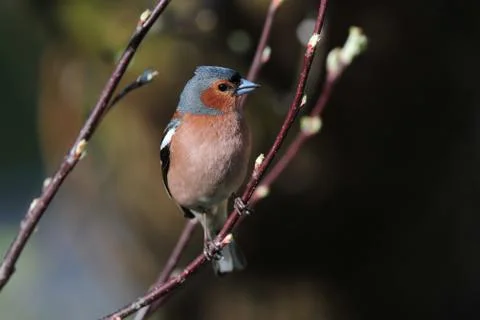 Common chaffinch Stock Photos