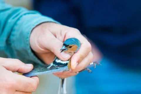 Common chaffinch Stock Photos