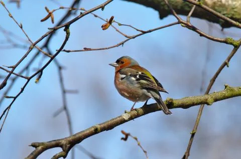 Common chaffinch Stock Photos