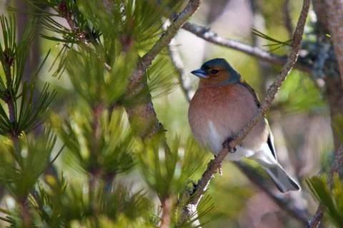 Common chaffinch Stock Photos