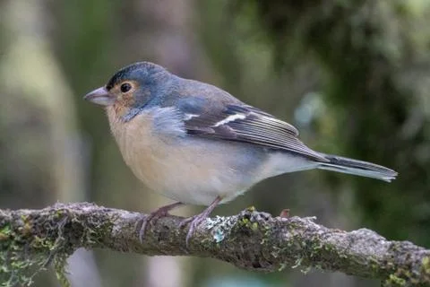 Common chaffinch. Foto stock