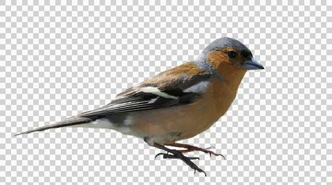 The Common Chaffinch a Foto stock