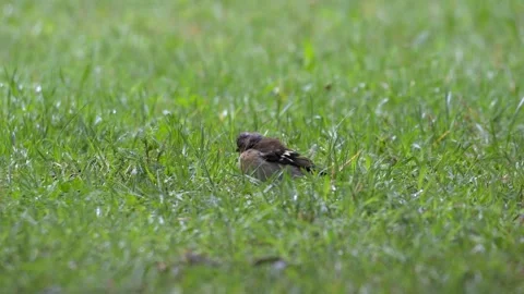 Common Chaffinch Resting and Shaking in Rain - 4K Wildlife Slow Motion Shot Stock Footage 336693643