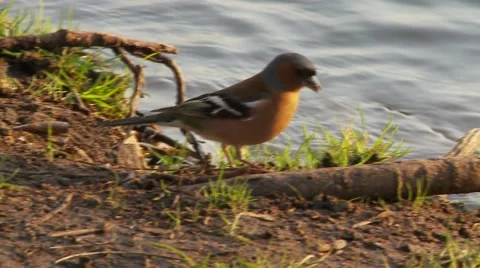 Common Chaffinch by the river Stock Footage 48567150
