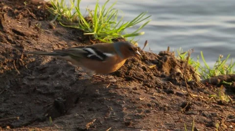 Common Chaffinch by the river Stock Footage 48567187