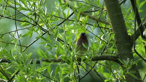 Common Chaffinch Singing and Looking Around on Tree Branch - 4K Slow Motion Stockbeeldmateriaal 335259121