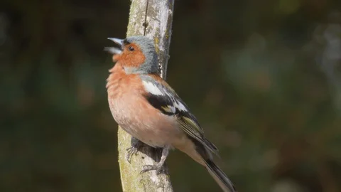 Common chaffinch. Singing bird in spring. Bird chirping. Fringilla coelebs Stock Footage 129819000