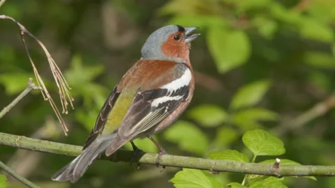 Common chaffinch. Singing bird in spring. Bird chirping. Fringilla coelebs Stock Footage 130689968