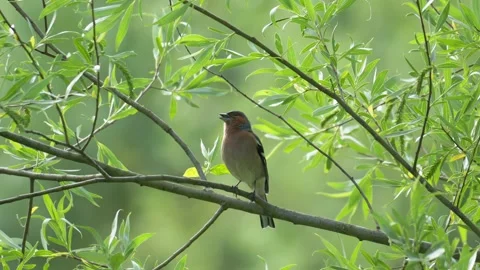 Common Chaffinch Singing on Lush Tree Branch - 4K Slow Motion Wildlife B-Roll Vídeos de archivo 335258433