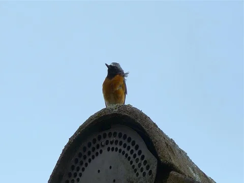 Common Chaffinch singing in natural environment. Stock Footage 75075984