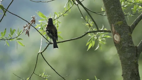Common Chaffinch Singing on Tree Branch - 4K Slow Motion Wildlife B-Roll Vídeos de archivo 335258389