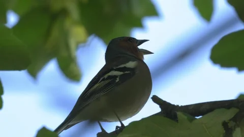 Common Chaffinch Singing While Perched on a Tree Branch in the Forest Stock Footage 336974782