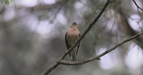 Common chaffinch sings in a tree, 4K Stock Footage 244304445