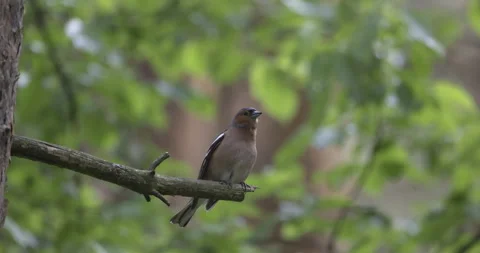 Common chaffinch sitting on a branch, 4K slomo Stock Footage 244399379