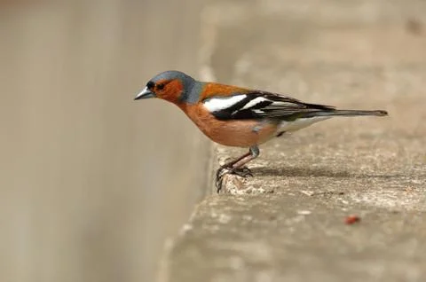 The common chaffinch sitting on the concrete block with grey background. Stock Photos