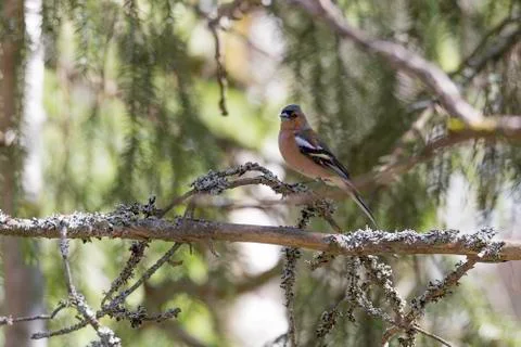 Common Chaffinch Sitting in Tree Foto stock