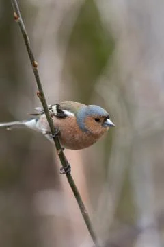 Common chaffinch on a small branch vertical image Stock Photos