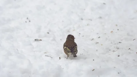 Common chaffinch in snow Stock Footage 244566707
