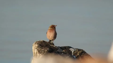 Common Chaffinch stands on the rock Stock Footage 262959401