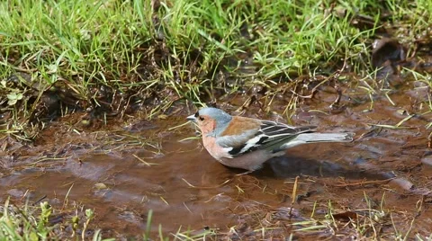 Common chaffinch walks along the stream and selects a place for swimming Stock Footage 62448761