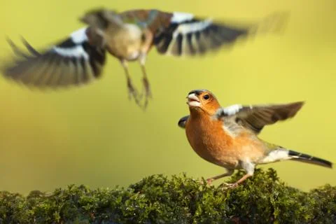 Common chaffinch with wings spread open fighting for the territory Stock Photos