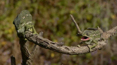 Common chamaleon Stock Footage 35397581