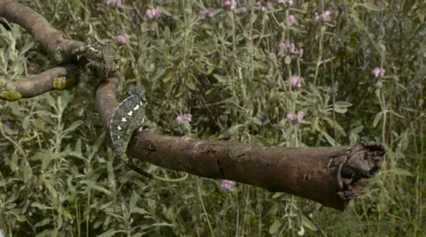 Common chamaleon Stock Footage 35398408