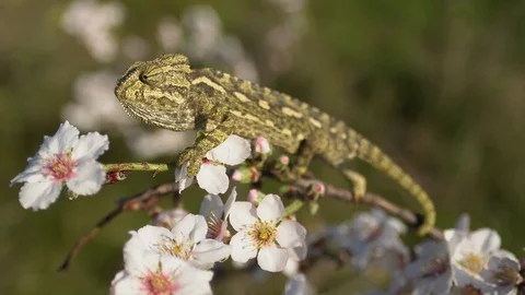 Common chameleon bokeh Stock Footage 105319638