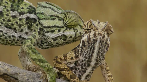 Common chameleon in courtship Stock Footage 35248406