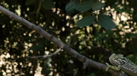 Common chameleon courtship Stock Footage 35250554