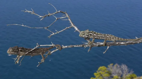 Common chameleon courtship Stock Footage 35254292