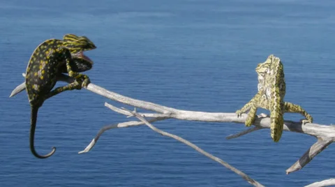 Common chameleon courtship Stock Footage 35254938