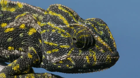 Common chameleon courtship Stock Footage 35255210