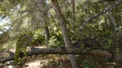 Common chameleon courtship Stock Footage 35256029