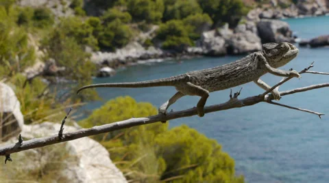 Common chameleon courtship Stock Footage 35257440