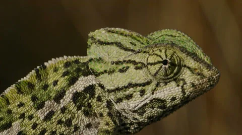 Common chameleon courtship Stock Footage 35275959
