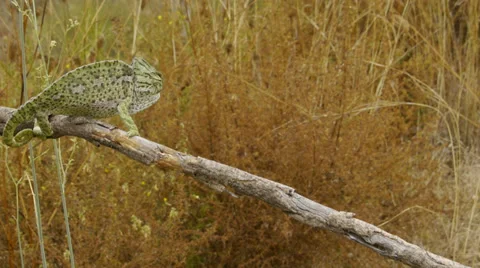 Common chameleon courtship Stock Footage 35277069