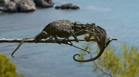 Common chameleon Stock Footage 35139270