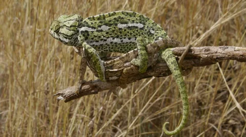 Common chameleon Stock Footage 35141307