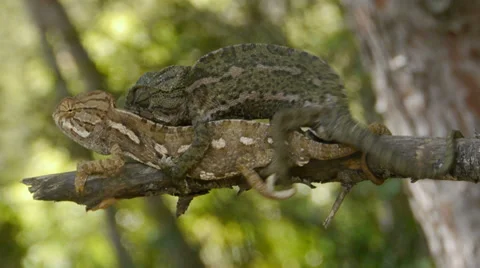 Common chameleon Stock Footage 35143069