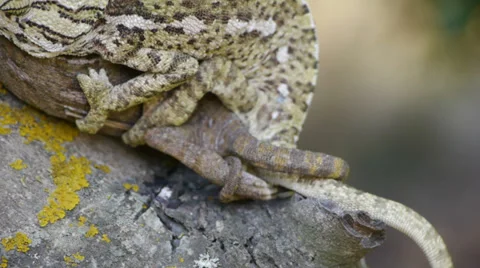 Common chameleon Video stock 35143716