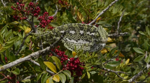 Common chameleon Video stock 35250310