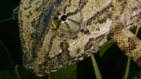 Common Chameleon Video stock 35281637
